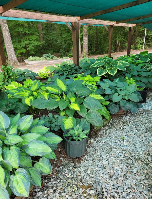 Hosta Garden @ Tena Felts